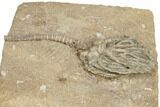 Crinoid (Cyathocrinites) Fossil - Crawfordsville, Indiana #188680-2